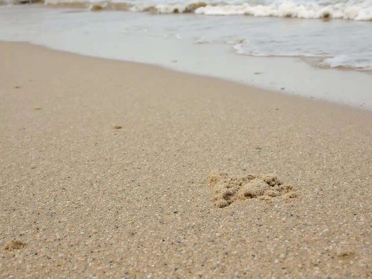 A Journey Through The Life Of Sandy And Her Adventures