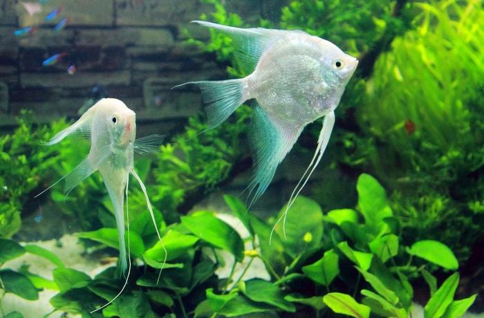 Want Your Pet to Sing and Go Viral? This AI Tool Makes It Possible!