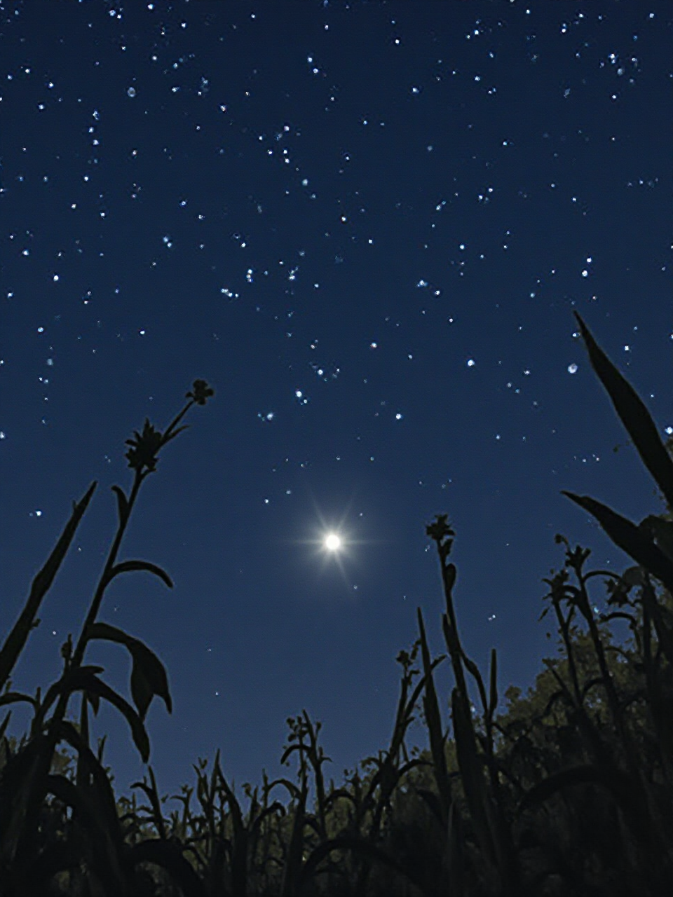 Celestial Wonders